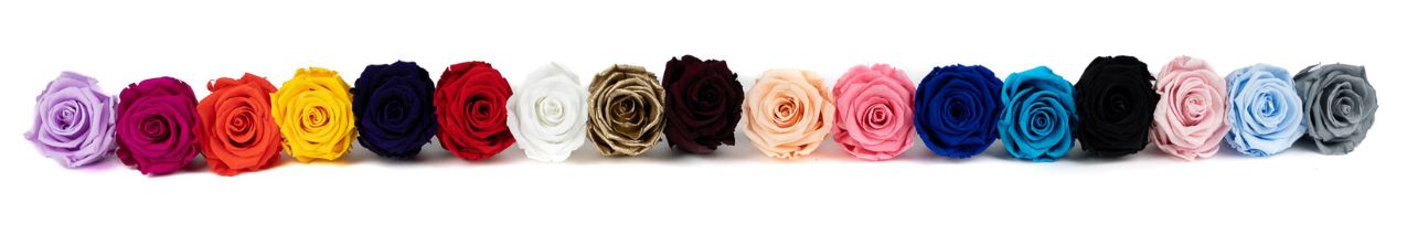 Kiara roses for Phocealys